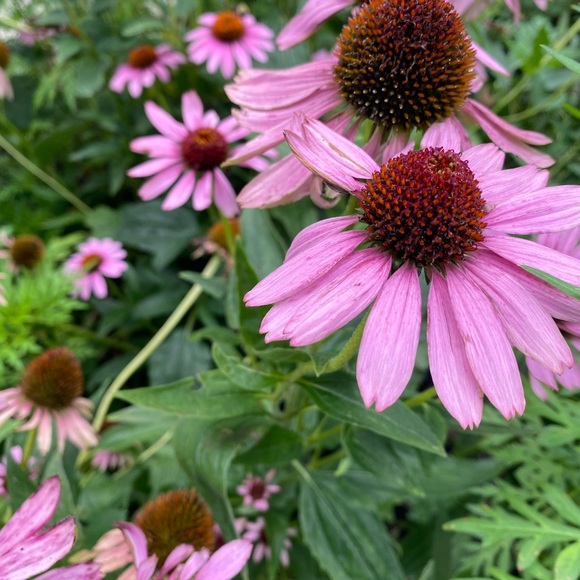 purpleflower888